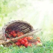 tomate recomendaciones